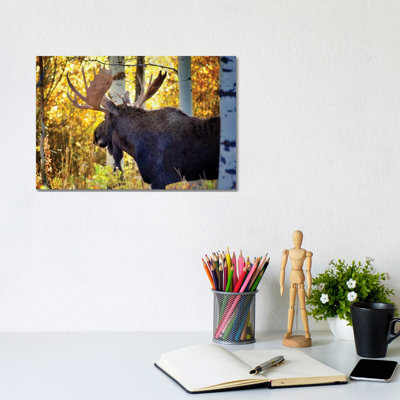 Teton Moose by Dennis Frates - Wrapped Canvas Gallery-Wrapped Canvas Giclée