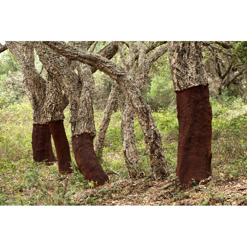 Trees With Bark Removed by Chica_Fuerte - Wrapped Canvas Print, 30cm H x 46cm W x 3.8cm D