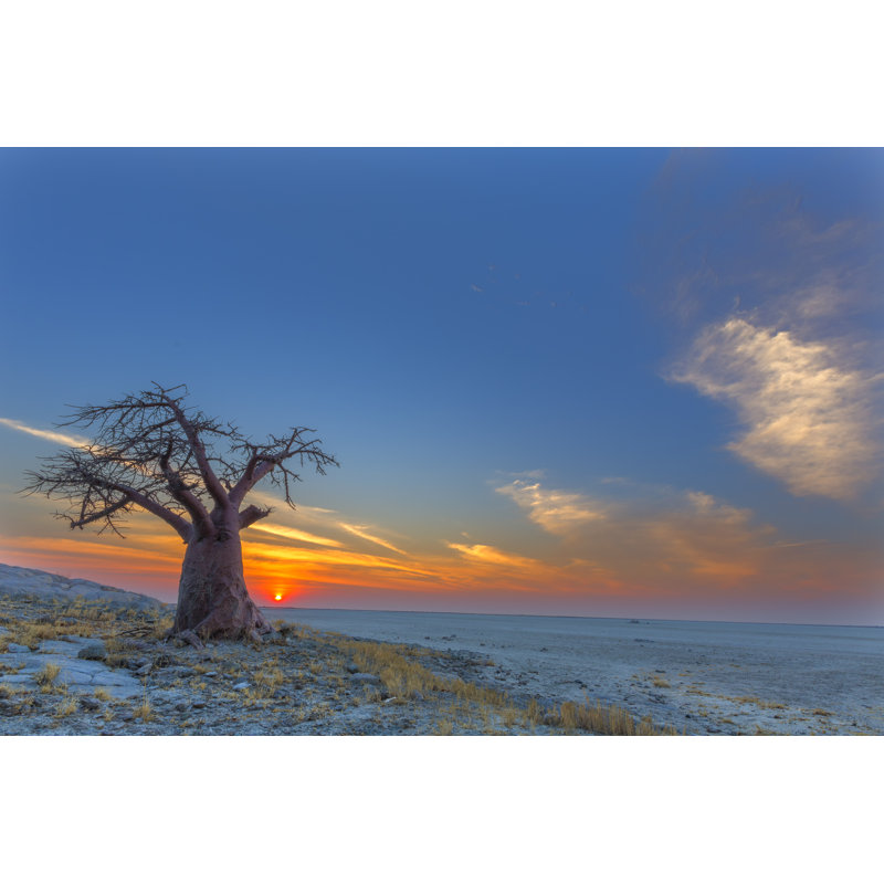 Baobab At Sunset - Wrapped Canvas Print, 30cm H x 46cm W x 3.8cm D