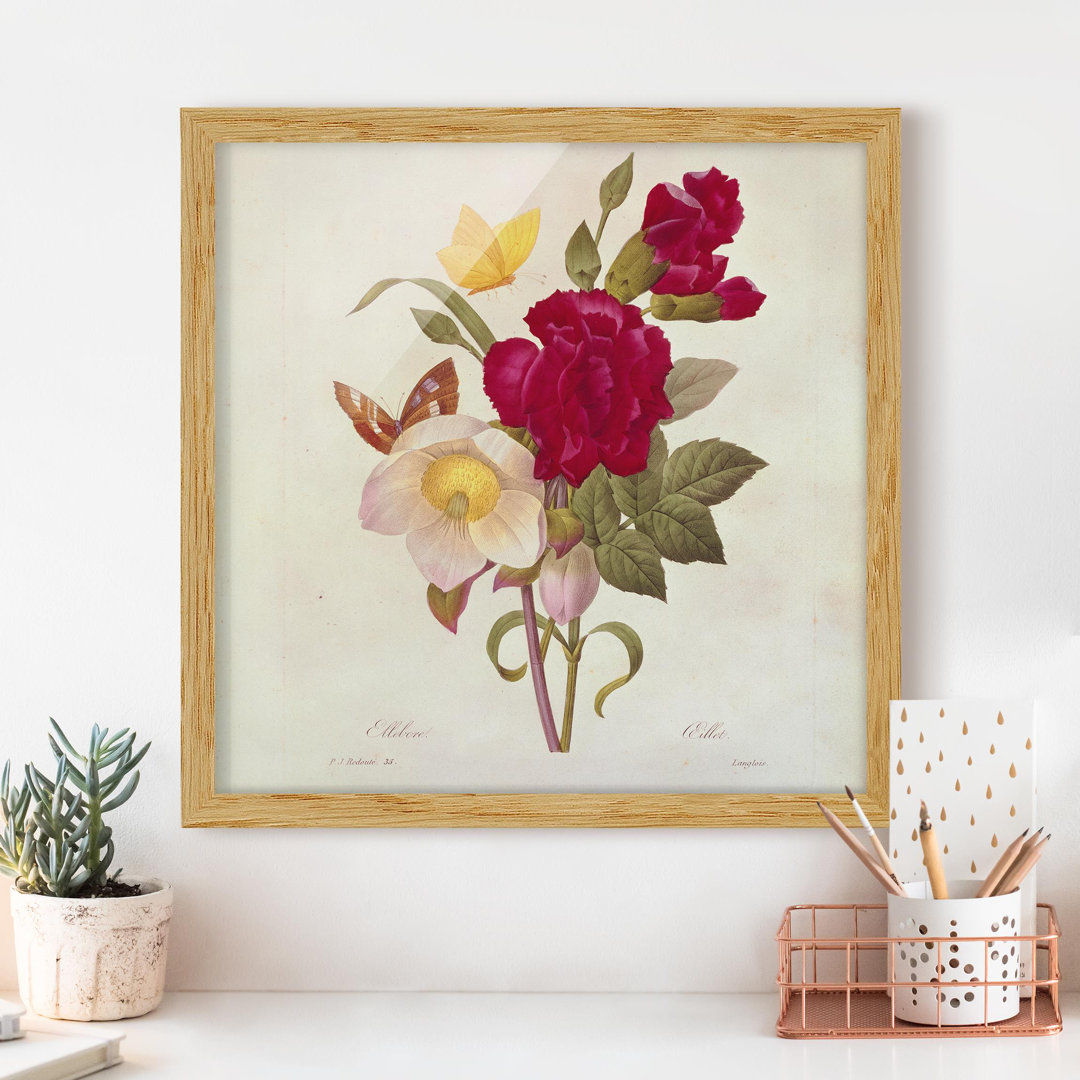 Gerahmter Kunstdruck Christmas Roses von Pierre Joseph Redouté