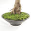 114.3cm Faux Bonsai Plant in Pot Liner