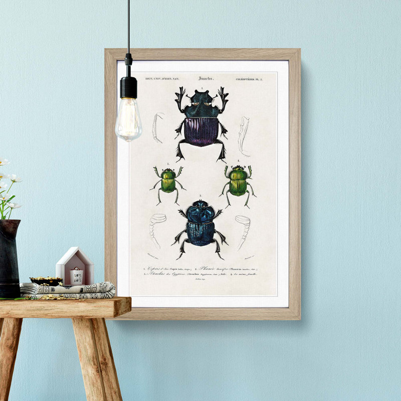 Beetle Illustrations PL.5 by Charles D' Orbigny - Single Picture Frame Painting, Oak Framed, 33cm H x 24cm W x 2cm D