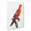 Crimson Shining Parrot by F. Levaillant - Wrapped Canvas-55370923