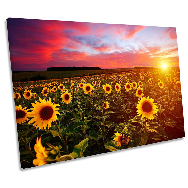 Sunflower Field Sunset - Wrapped Canvas Print, 40.6cm H x 61cm W