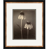 Sepia Flowers 22 Giclee Print by Soicher Marin Archives