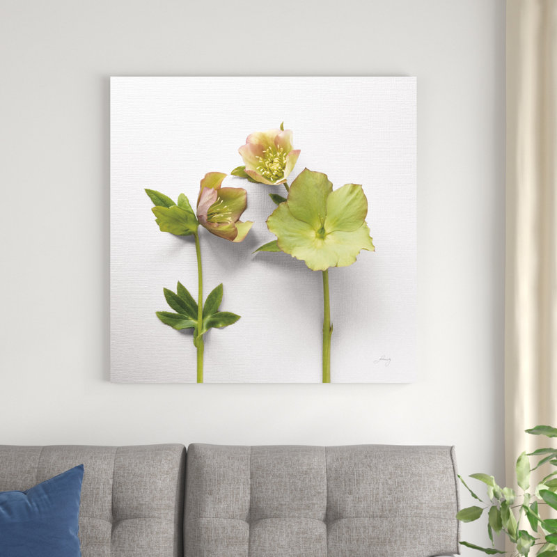Hellebore Study IV, H 36 po x l 36 po x P 1,25 po