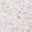 Oyster Pebbles 11.81 In. X 11.81 In. Pearl Shell Mosaic Tile