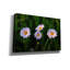 'Leucanthemum' by Rick Berk Canvas Wall Art