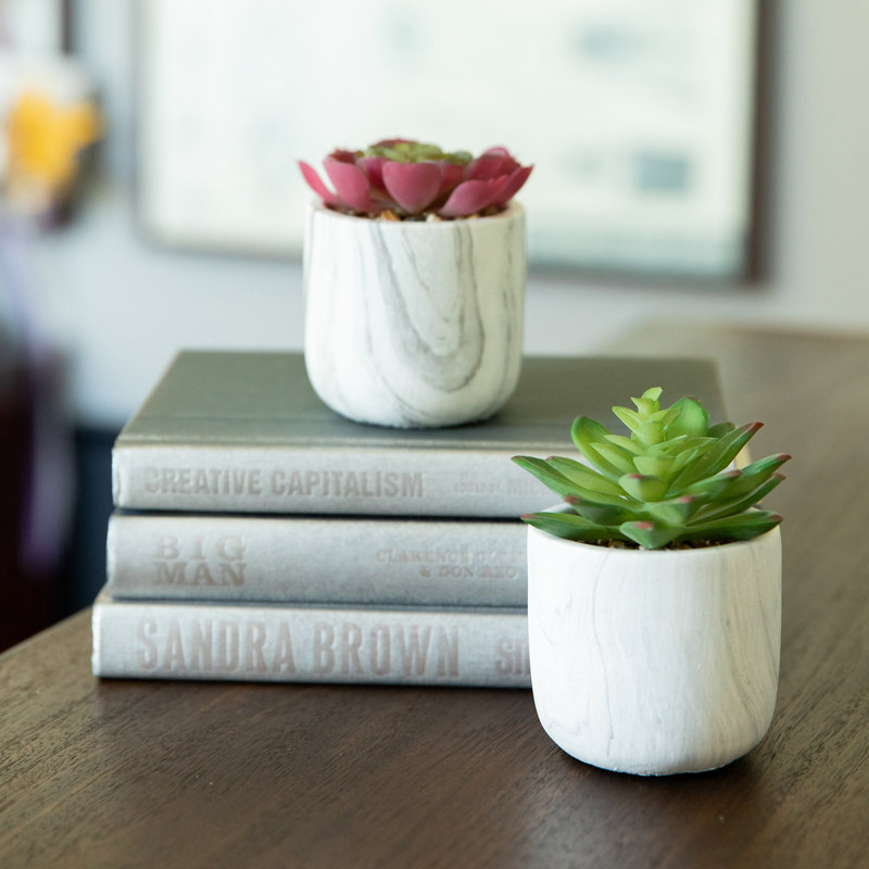 Ensemble de 2 plantes succulent dans un pot