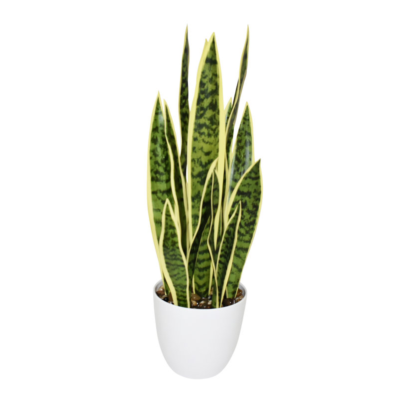 26 po Connors Sansevieria plante en pot blanc