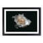 A White Rose in Abstract - Framed Print-55629448-55629450