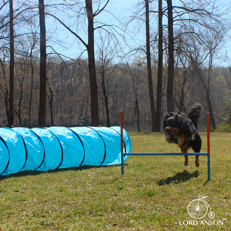 Adjustable Blue Dog Agility Training Set with Tunnel and Poles