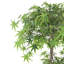 150cm Faux Maple Plant in Pot Liner