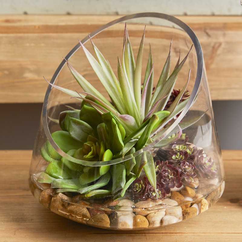 Arrangement de plantes grasses avec Sedum, Marginata et Cactus