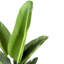 120cm Plant