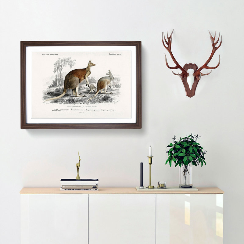 Red Kangaroos by Charles D' Orbigny - Picture Frame Painting Print, 27cm H x 36cm W x 2cm D, Walnut Framed