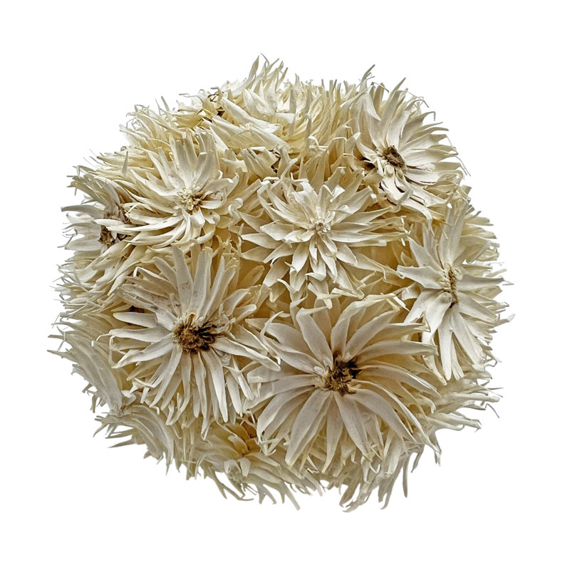 Boîte de 4 pommes de pin décoratives conservées Jayceon - blanc mat