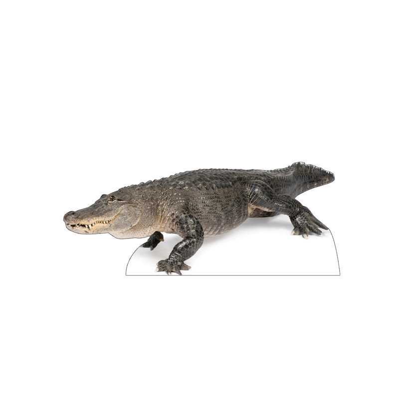 31'' Life-Size American Alligator Cardboard Standup