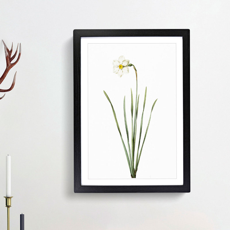 Poeticus Daffodil by Pierre-Joseph Redoute - Picture Frame Painting Print, 65cm H x 48cm W x 2cm D, Black Framed