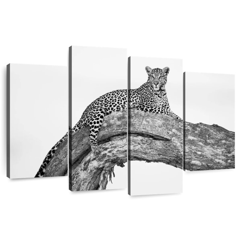 Resting African Leopard, H 32 po x l 52 po