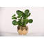 Faux Eucalyptus Plant in Ceramic Planter