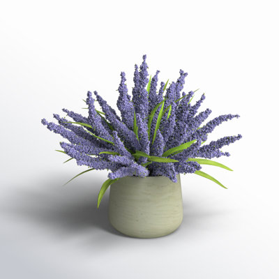 Lavender in Pot