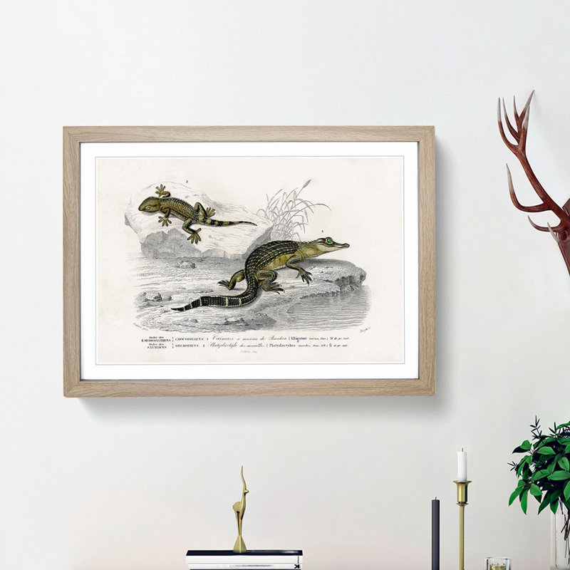 Alligator And Lizard Illustration by Charles D'Orbigny - Single Picture Frame Painting, 33cm H x 45cm W x 2cm D, Oak Framed