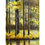 «Trees In The Middle Of The Lake», reproduction sur toile