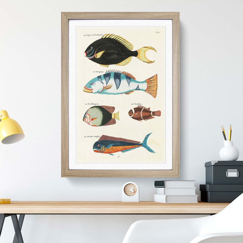 East Indies Fish Illustrations Fol. 22 by Louis Renard - Picture Frame Painting Print, 65cm H x 48cm W x 2cm D, Oak Framed