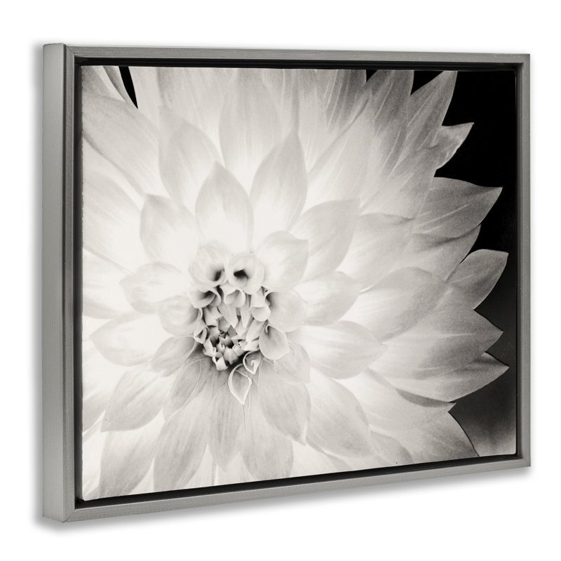 «Strong Dahlia Petals» par Gail Peck, Gris, H 17 po x l 21 po
