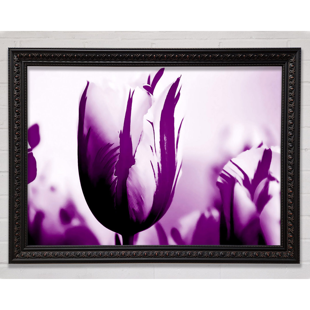 Gem Of A Tulip Purple - Einzelner Bilderrahmen Kunstdrucke