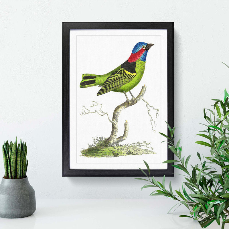 Collared Tanager Bird by George Shaw - Framed Print, 36cm H x 27cm W x 2cm D, Black Framed
