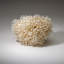 Genuine Birds Nest Coral ( 3.5 Lbs)-999671482