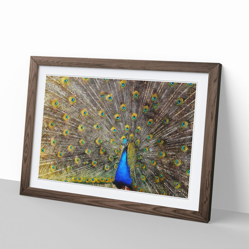 Peacock Vol.1 - Framed Print, 27cm H x 36cm W x 2cm D, Walnut Framed