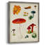 Reproduction encadrée champignon Mushroom Species-1365065005