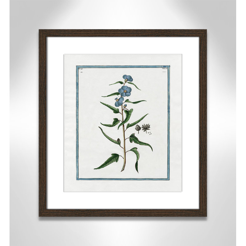 Colombe Shabby Elegance Botanical I - Art encadré avec fond perdu, L 13 po x H 15 po, Cadre noyer