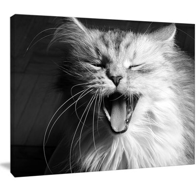 " Yawning White Cat "
