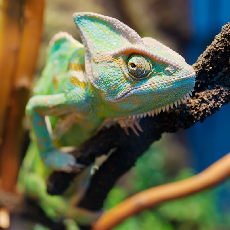 Yemen/Veiled Chameleon - Wrapped Canvas Print, 51cm H x 51cm W