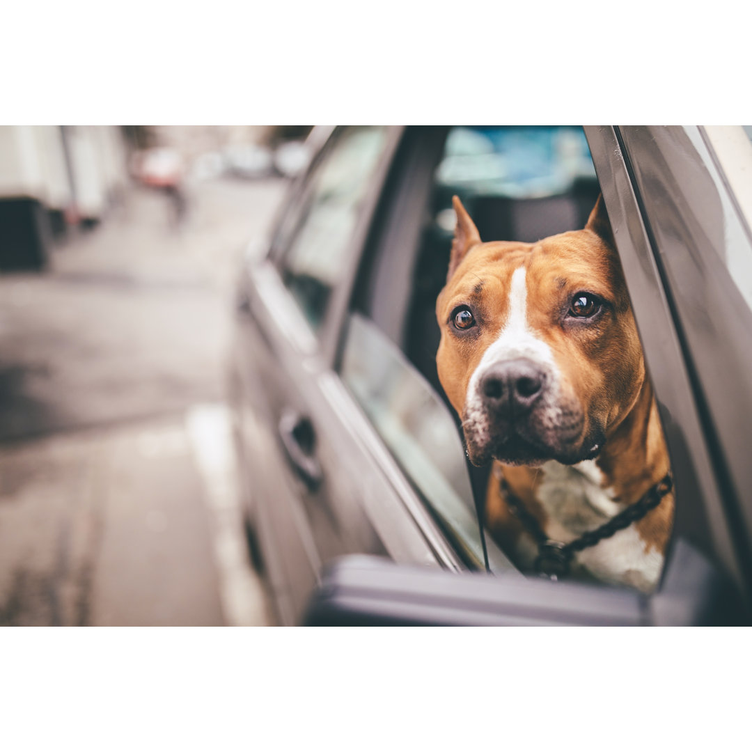 Staffordshire Bull Terrier im Auto von Pekic - Ohne Rahmen auf Leinwand