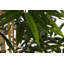 150cm Faux Bamboo Plant in Pot