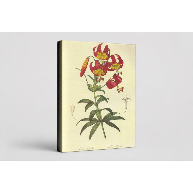 Lilium super album, 30" W x 20" H