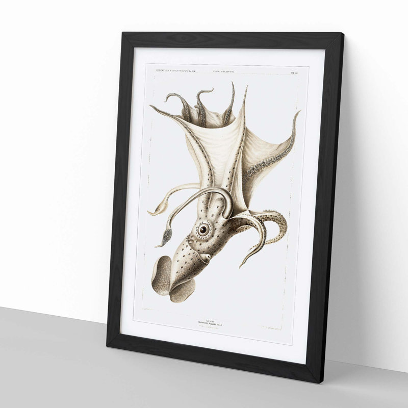 Cockeyed Squid by Carl Chun - Framed Print, Black Framed, 65cm H x 48cm W x 2cm D