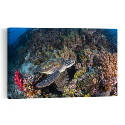 Vibrant Coral Turtle Contemporary Turtle Wall Art Print 1 Piece Wrapped Canvas Wall Art