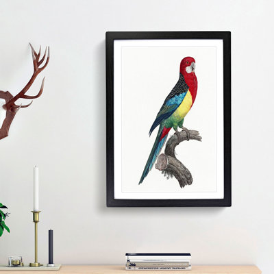 Eastern Rosella Parrot by F. Levaillant - Picture Frame Art Print