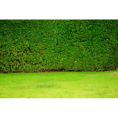 Jardin - photographie sur toile tendue