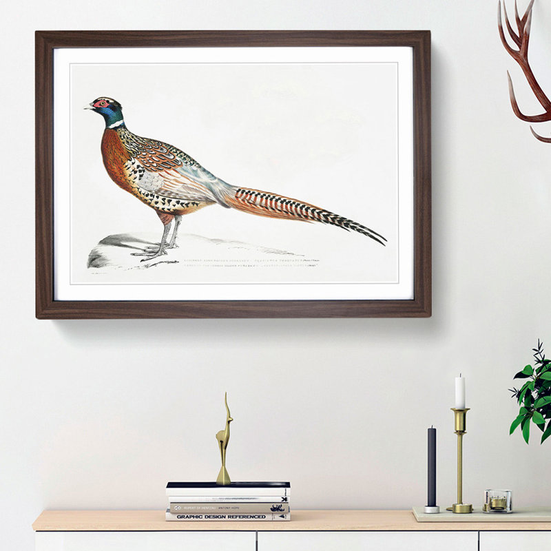 Pheasant Illustrations by John Edward Gray - Picture Frame Painting Print, 36cm H x 48cm W x 2cm D, Walnut Framed