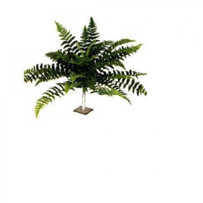 Fougère de Boston, fausses plantes et arbres