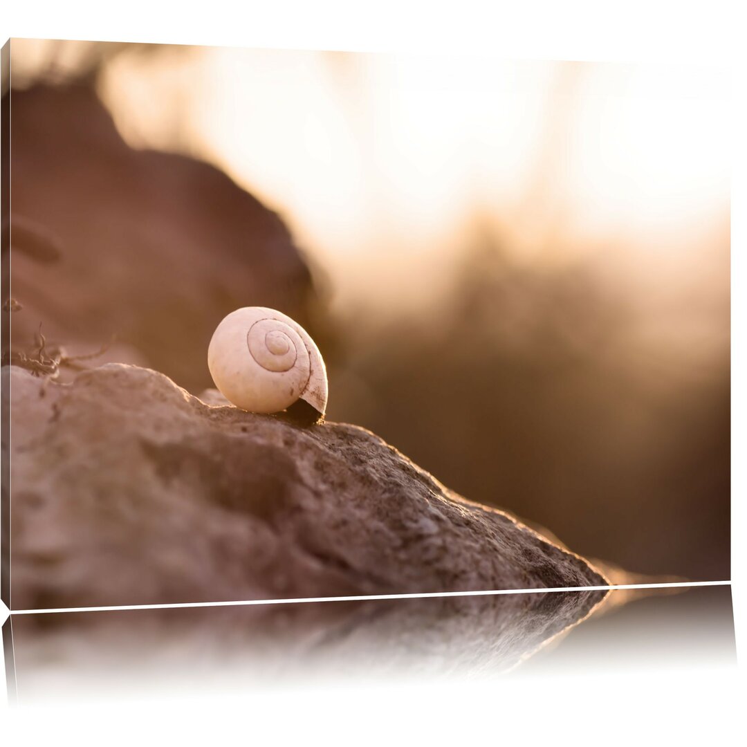 Leinwandbild Kleine Schnecke auf Stein