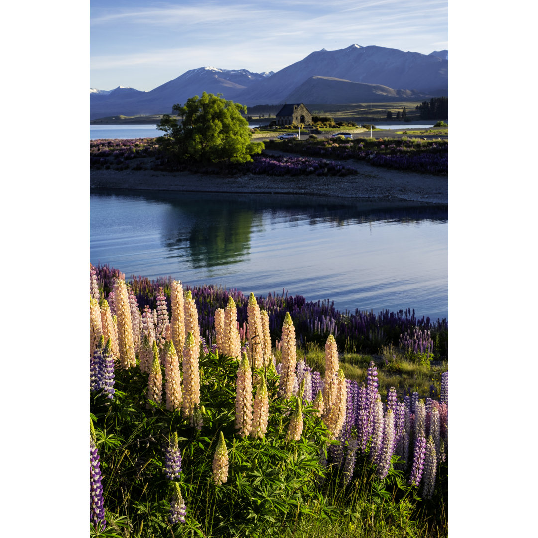 Lupinen am Tekapo-See von Simonbradfield - Leinwand-Kunstdrucke