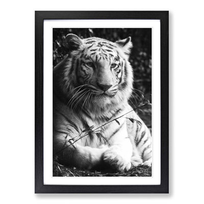 White Tiger Framed Photographic - Framed Print
